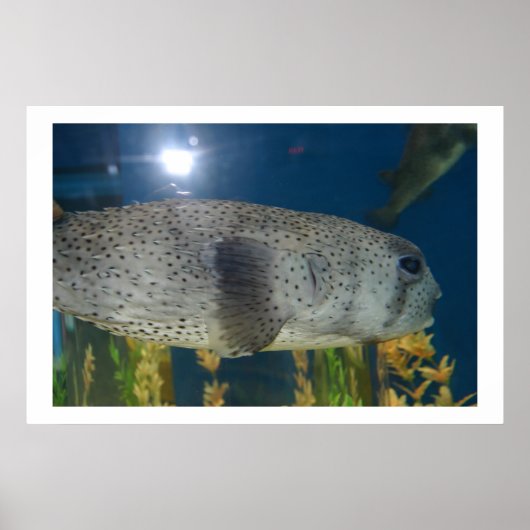 Porcupine Puffer Poster (Vorne)