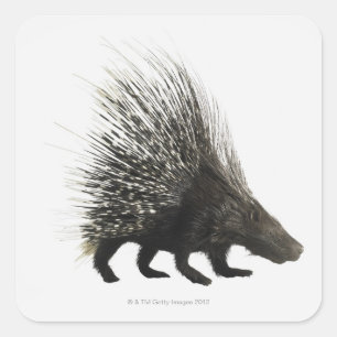 Porcupine Quadratischer Aufkleber