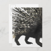 Porcupine-Quillen Postkarte (Vorne/Hinten)