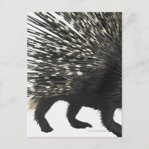 Porcupine-Quillen Postkarte