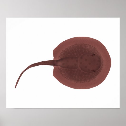 Porcupine River Stingray Poster (Vorne)