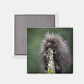 Porcupine-Summer-youngster Magnet (Vorderseite/Rückseite)