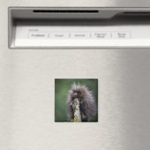 Porcupine-Summer-youngster Magnet (In Situ (Geschirrspüler))