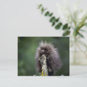 Porcupine-Summer-youngster Postkarte (Stehend Vorderseite)