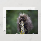 Porcupine-Summer-youngster Postkarte (Vorne/Hinten)