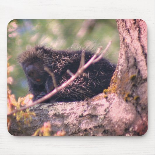 Porcupine Tierart Mousepad (Vorne)