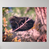 Porcupine Tierart Poster (Vorne)