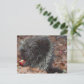Porcupine und Apple Postkarte (Stehend Vorderseite)
