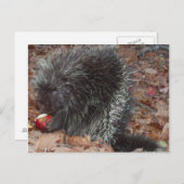 Porcupine und Apple Postkarte (Vorne/Hinten)