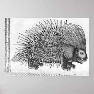 Porcupine, von "Historium Animalium" Poster