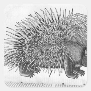 Porcupine, von "Historium Animalium" Quadratischer Aufkleber