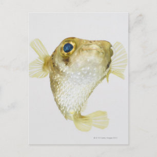 Porcupinefisch (Diodon hystrix) Postkarte