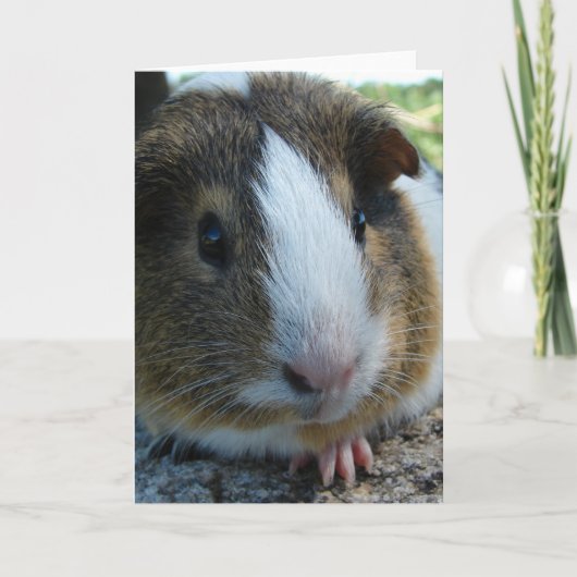 Porky die Guinea Schweinekopf Portrait Karte (Vorderseite)