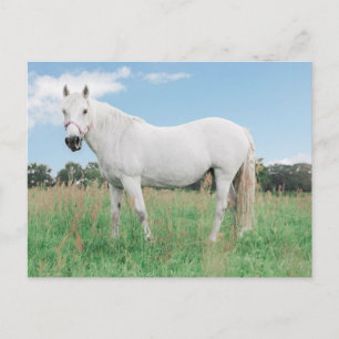 Pornoreiter Postkarte