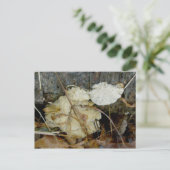 Porous Shelf Fungus Postkarte (Stehend Vorderseite)