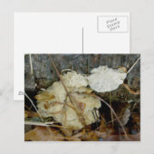 Porous Shelf Fungus Postkarte (Vorne/Hinten)