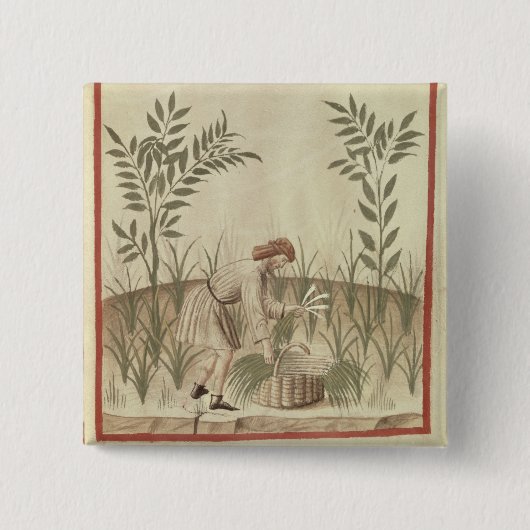 Porrees, von 'Tacuinum Sanitatis ernten Button (Vorderseite)