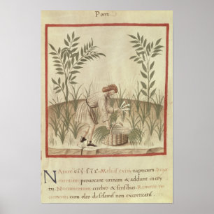 Porrees, von 'Tacuinum Sanitatis ernten Poster