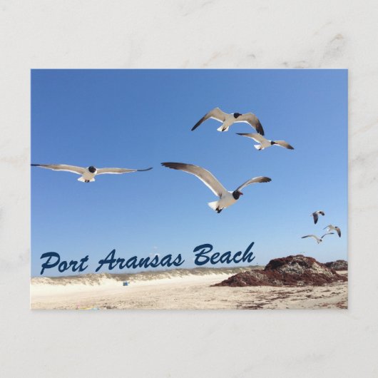 Port Aransas Beach Seagull Fotografie Hübsch Postkarte (Vorderseite)