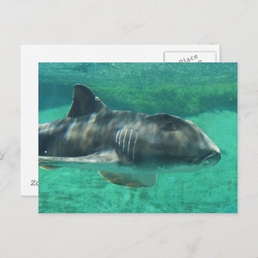 Port Jackson Shark Postkarte (Vorne/Hinten)