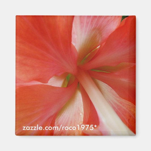 Portata Magnet (Vorne)