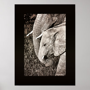 PORTFOLIO-Größe Kunst des Elefant-Fotos Poster