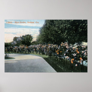 Portland, OregonView eines Rosen-Gartens Poster