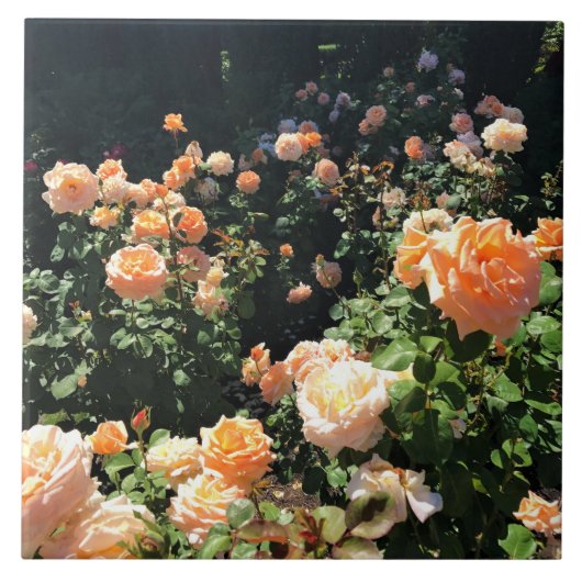 Portland Rose Garden, OR Fliese (Vorderseite)