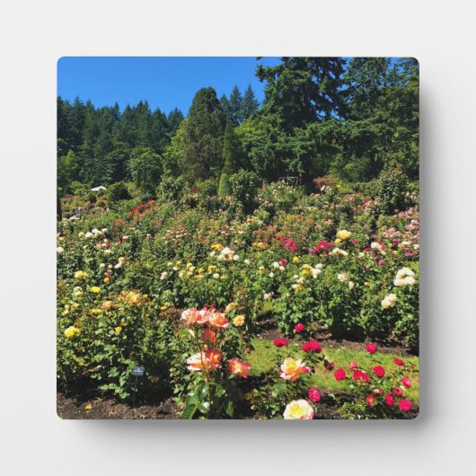 Portland Rose Garden, OR Fotoplatte (Vorderseite)