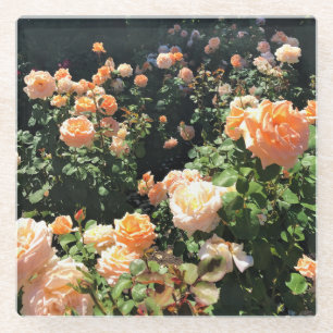 Portland Rose Garden, OR Glasuntersetzer