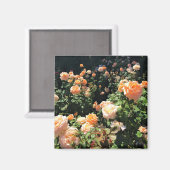 Portland Rose Garden, OR Magnet (Vorderseite/Rückseite)