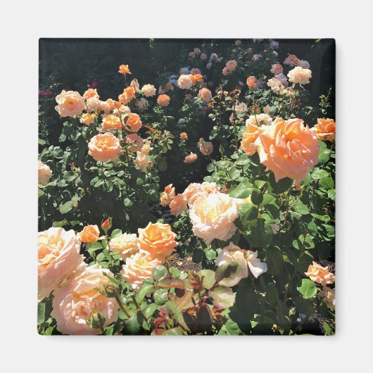 Portland Rose Garden, OR Magnet (Vorne)