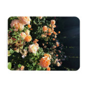 Portland Rose Garden, OR Magnet (Horizontal)