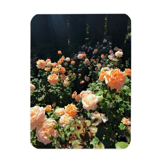 Portland Rose Garden, OR Magnet (Vertikal)