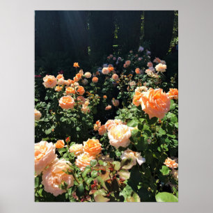 Portland Rose Garden, OR Poster