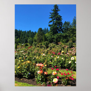 Portland Rose Garden, OR Poster