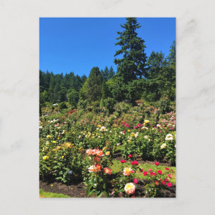 Portland Rose Garden, OR Postkarte