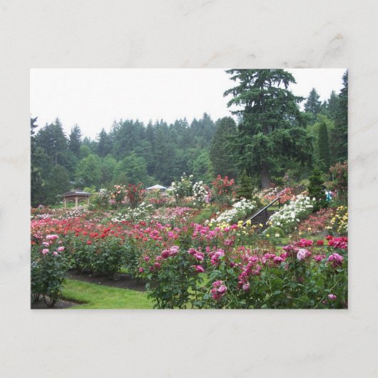 Portland Rose Garden. Postkarte (Vorderseite)