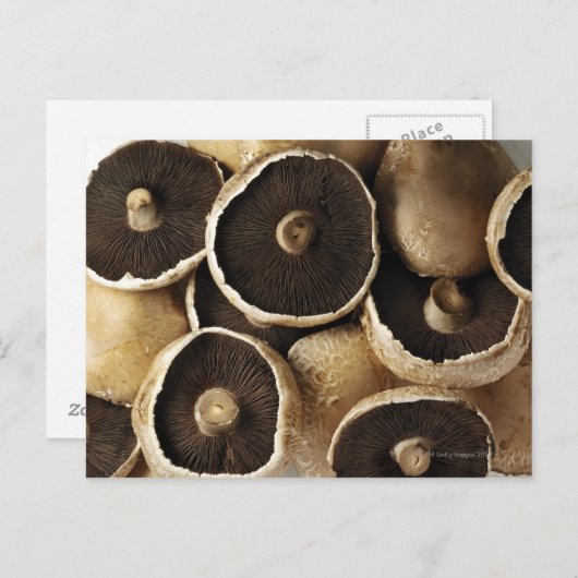 Portobello Pilze im weißen Hintergrund Postkarte (Vorne/Hinten)
