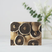 Portobello Pilze im weißen Hintergrund Postkarte (Stehend Vorderseite)