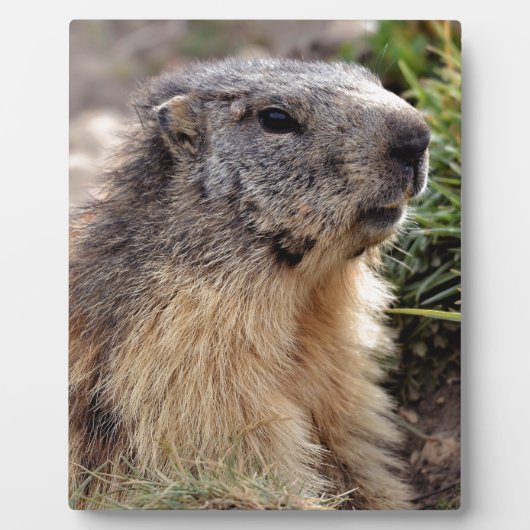 Portrait Alp Marmot Fotoplatte (Vorderseite)