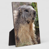 Portrait Alp Marmot Fotoplatte (Seite)