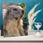 Portrait Alp Marmot Fotoplatte (Seite)