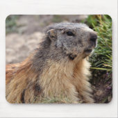 Portrait Alp Marmot Mousepad (Vorne)