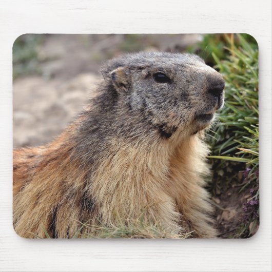 Portrait Alp Marmot Mousepad (Vorne)