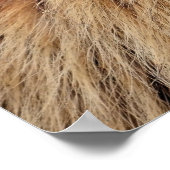 Portrait Alp Marmot Poster (Ecke)