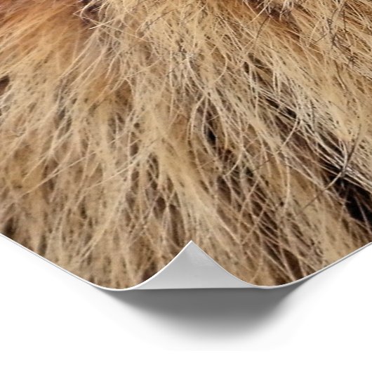 Portrait Alp Marmot Poster (Ecke)