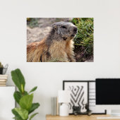 Portrait Alp Marmot Poster (Heimbüro)