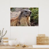 Portrait Alp Marmot Poster (Küche)
