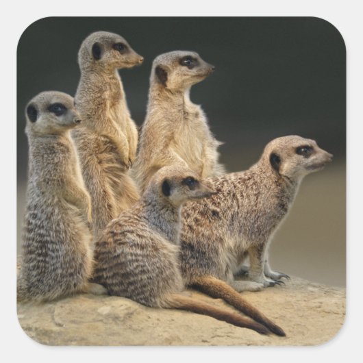 Portrait-Aufkleber Quadratischer Aufkleber (Vorderseite)